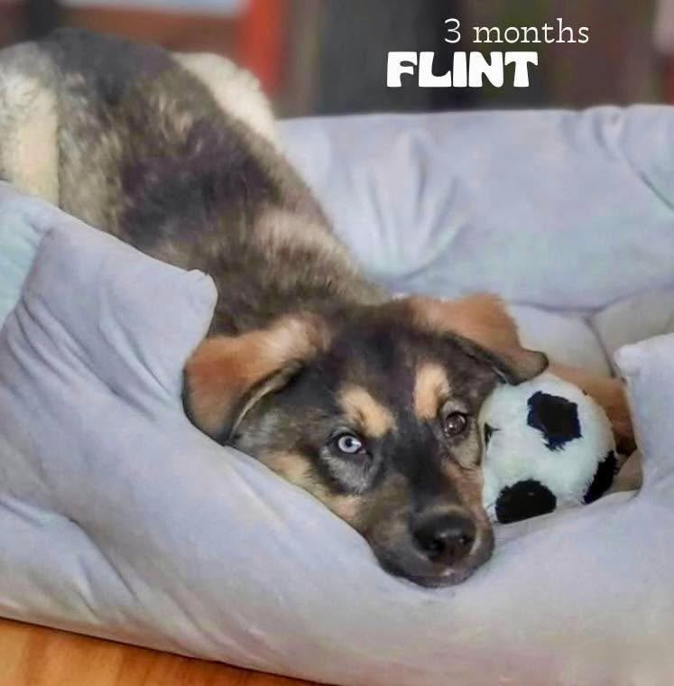 Flint, ADOPTABLE, Puppy Male Husky.