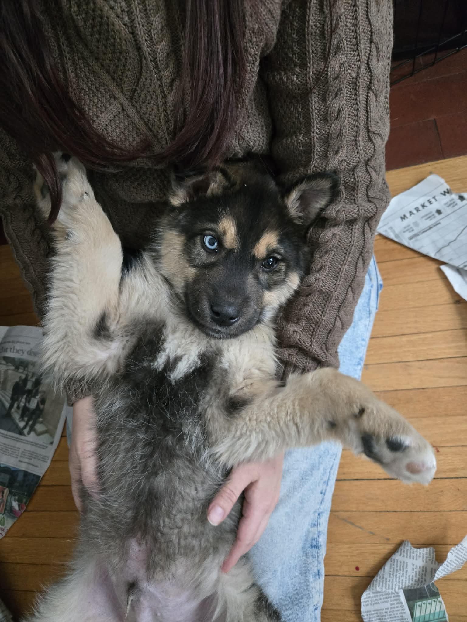 Flint, a ADOPTABLE mixed breed in Winnipeg, MB image 3/6