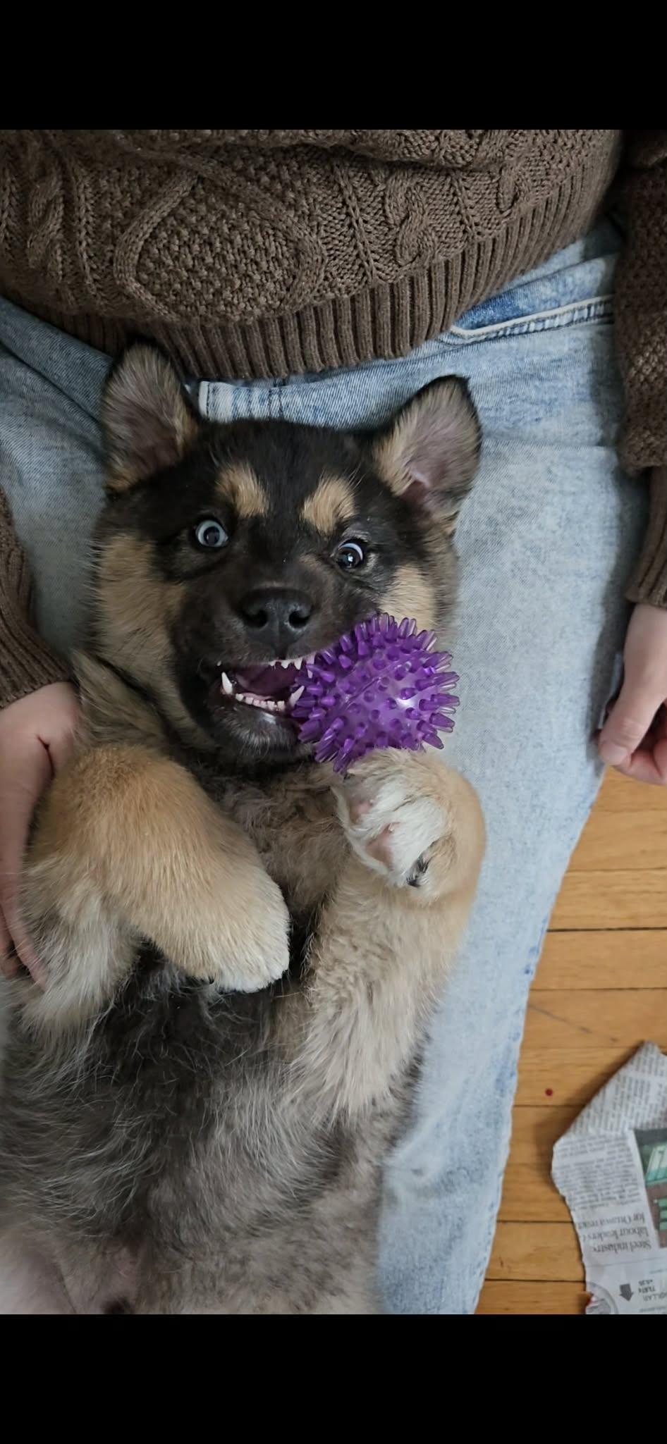 Flint, a ADOPTABLE mixed breed in Winnipeg, MB image 4/6