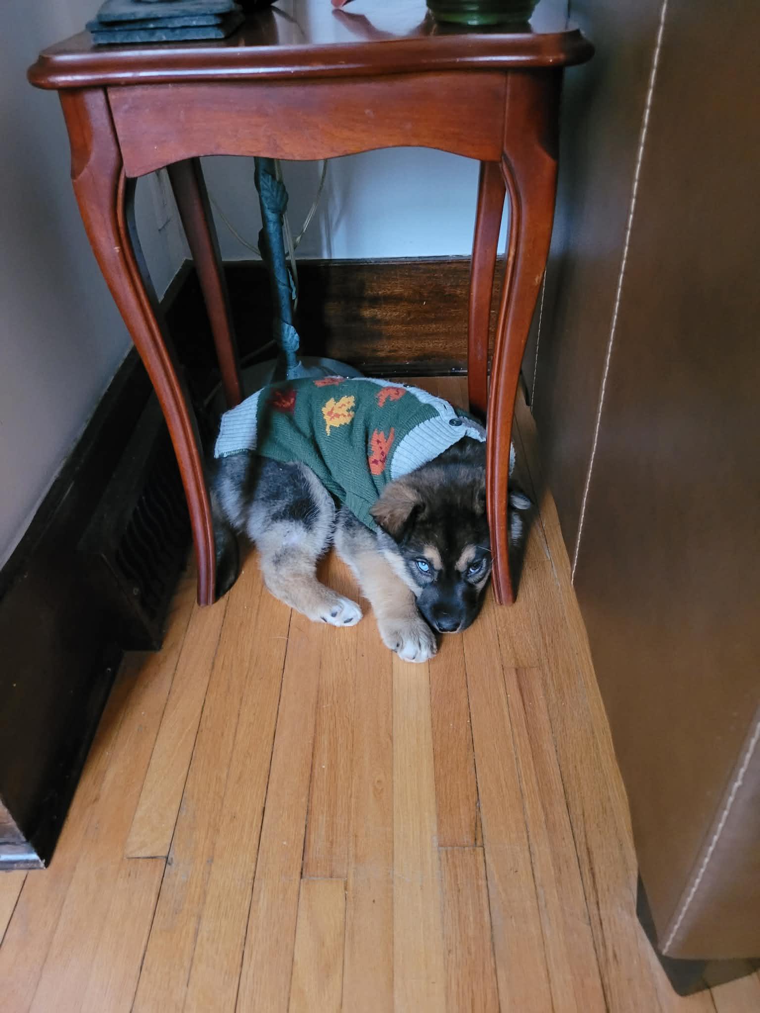 Flint, a ADOPTABLE mixed breed in Winnipeg, MB image 5/6