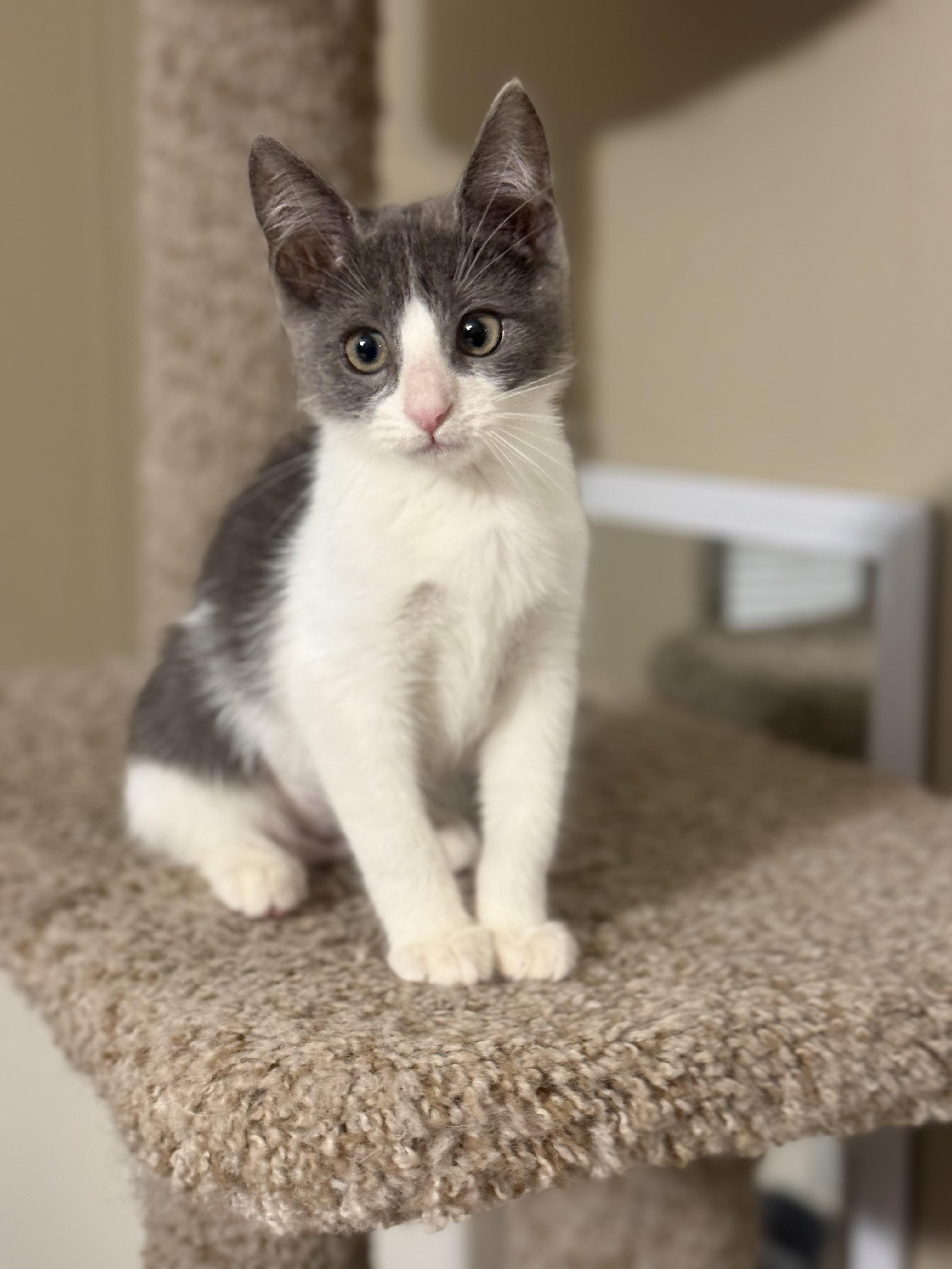 Oakley, ADOPTABLE, Kitten Female Domestic Short Hair.