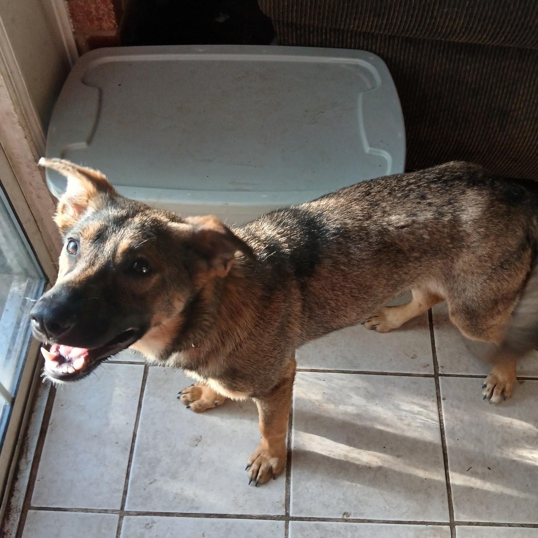 Enlarge Clover- kid & dog friendly!, a Adoptable mixed breed in Hendersonville, NC image 4/4