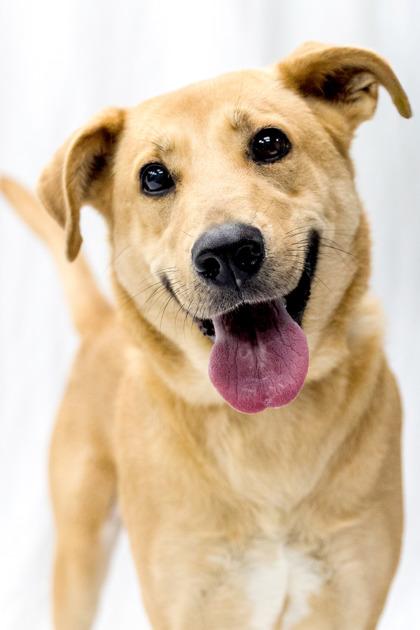 Desi, ADOPTABLE, Adult Female Labrador Retriever.