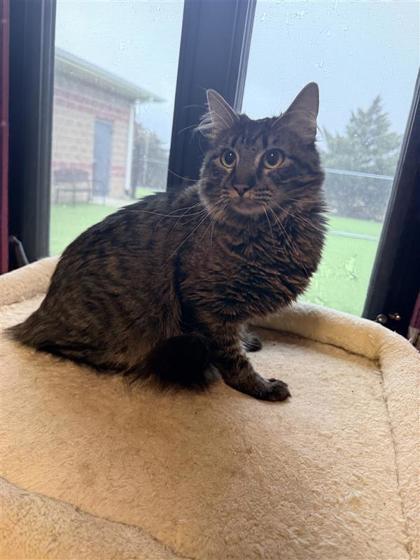 Auggie, Adoptable, Adult Female Domestic Medium Hair & Domestic Short Hair.