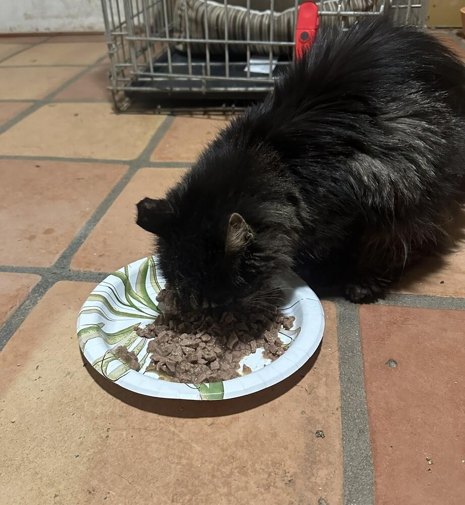Enlarge Booger (Greta), a Adoptable Domestic Long Hair in Bonita, CA image 1/1