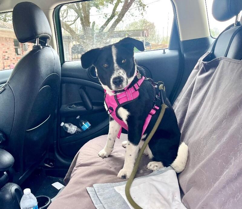 Flora Flowers Too Cute To Handle — thumbnail 4