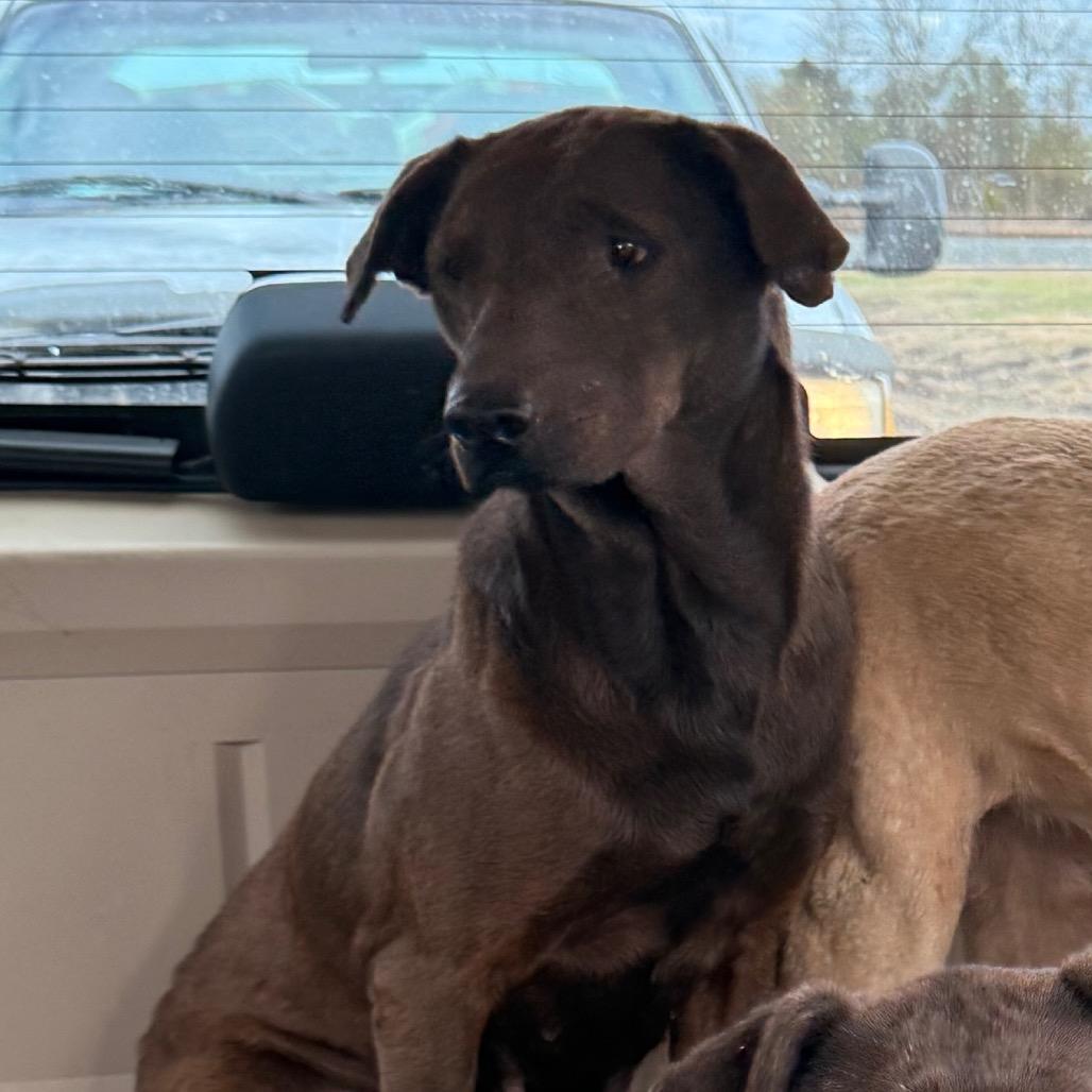 Reshi, Adoptable, Adult Female Mixed Breed.