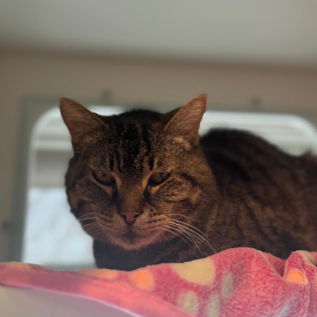 Enlarge Jetta, a Adoptable Domestic Short Hair in Saint Charles, MO image 1/6