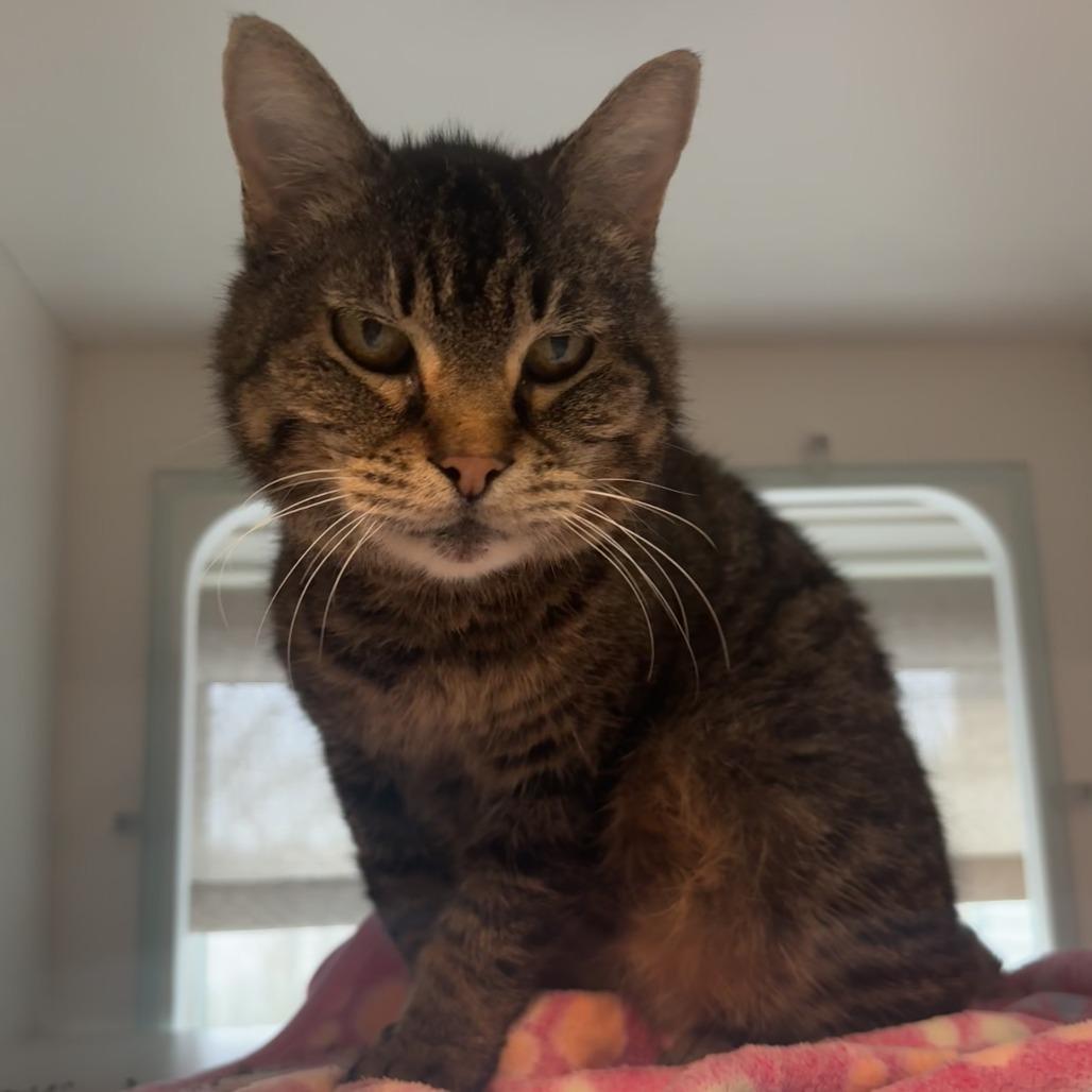 Enlarge Jetta, a Adoptable Domestic Short Hair in Saint Charles, MO image 2/6