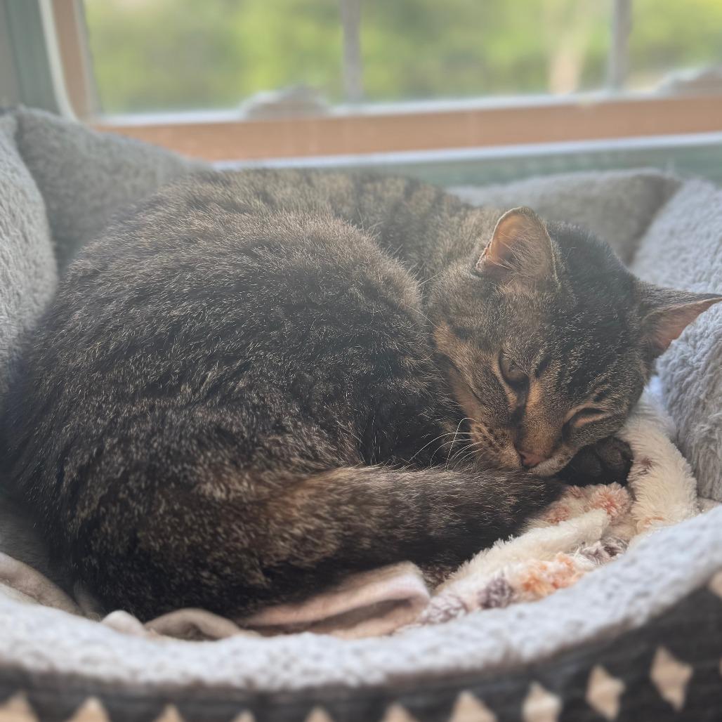 Enlarge Jetta, a Adoptable Domestic Short Hair in Saint Charles, MO image 3/6