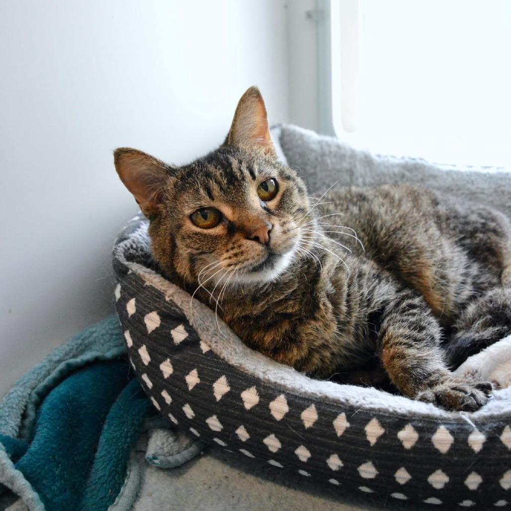 Enlarge Jetta, a Adoptable Domestic Short Hair in Saint Charles, MO image 4/6