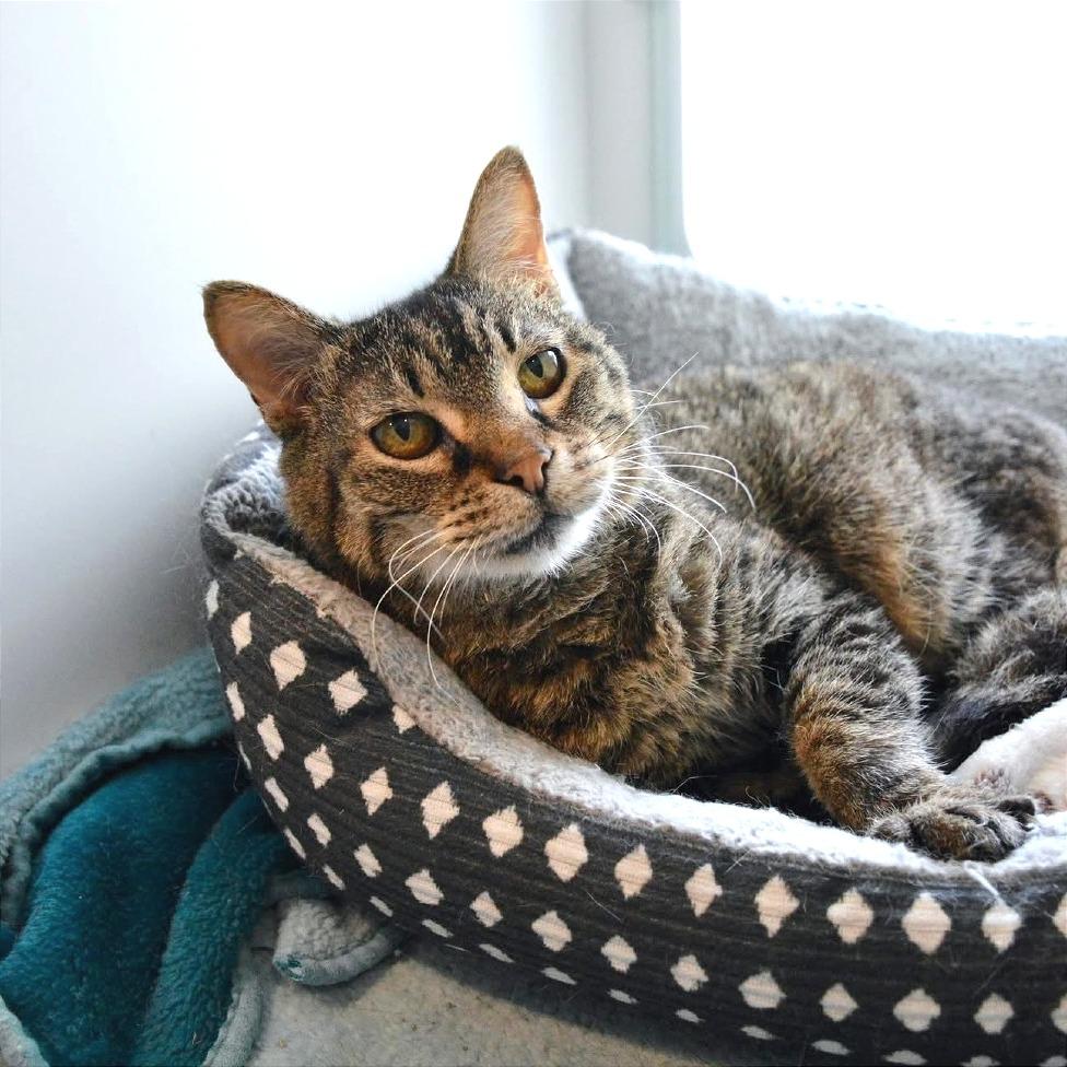Enlarge Jetta, a Adoptable Domestic Short Hair in Saint Charles, MO image 4/6