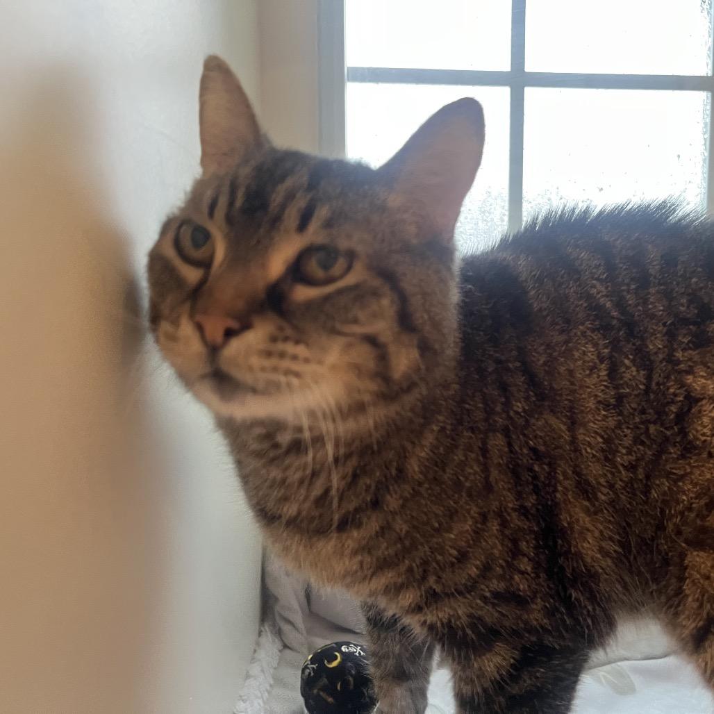 Enlarge Jetta, a Adoptable Domestic Short Hair in Saint Charles, MO image 5/6