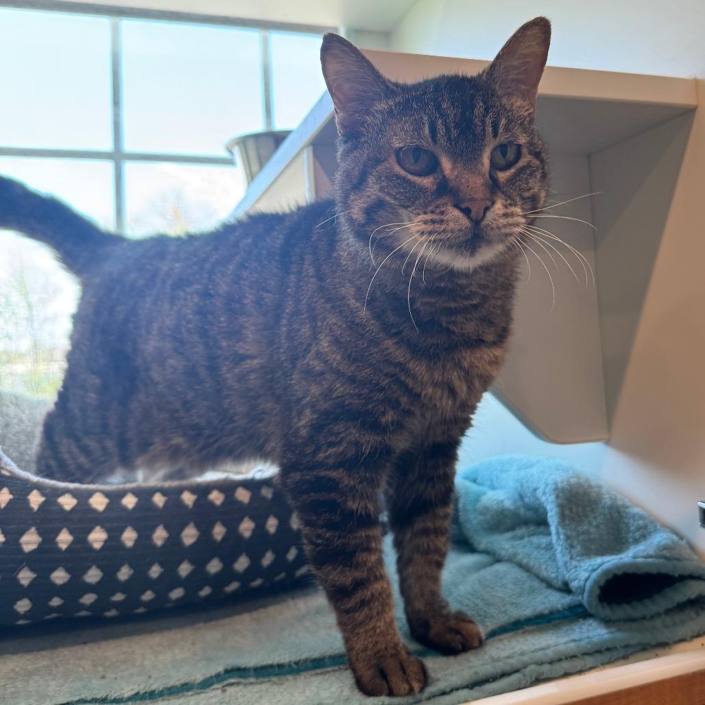 Enlarge Jetta, a Adoptable Domestic Short Hair in Saint Charles, MO image 6/6