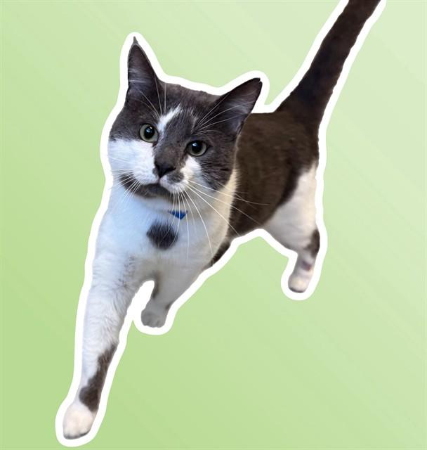 Enlarge RIVER, a Adoptable Domestic Short Hair in Sarasota, FL image 1/1