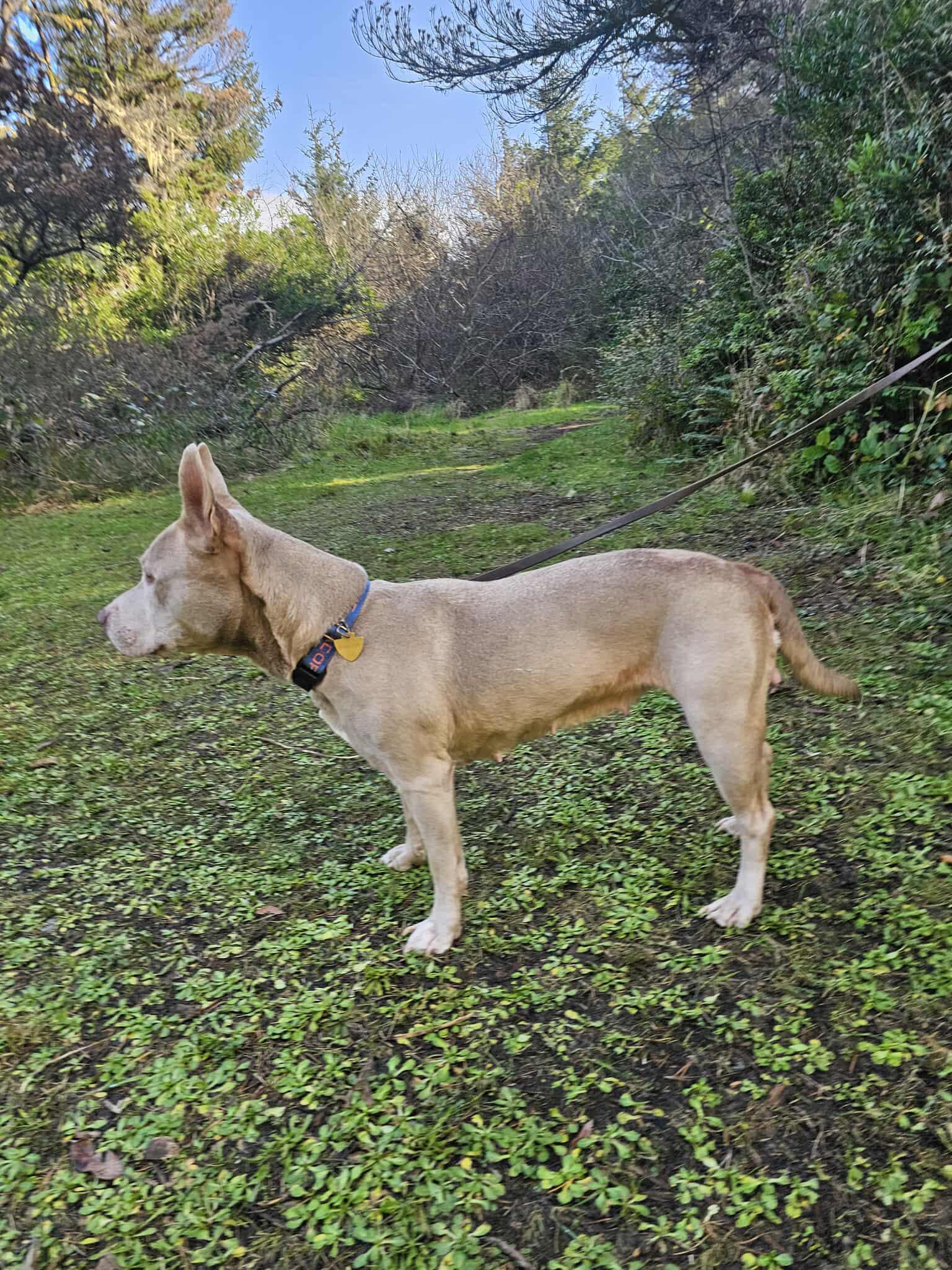 Ginny, a ADOPTABLE mixed breed in Crescent city, CA image 4/5