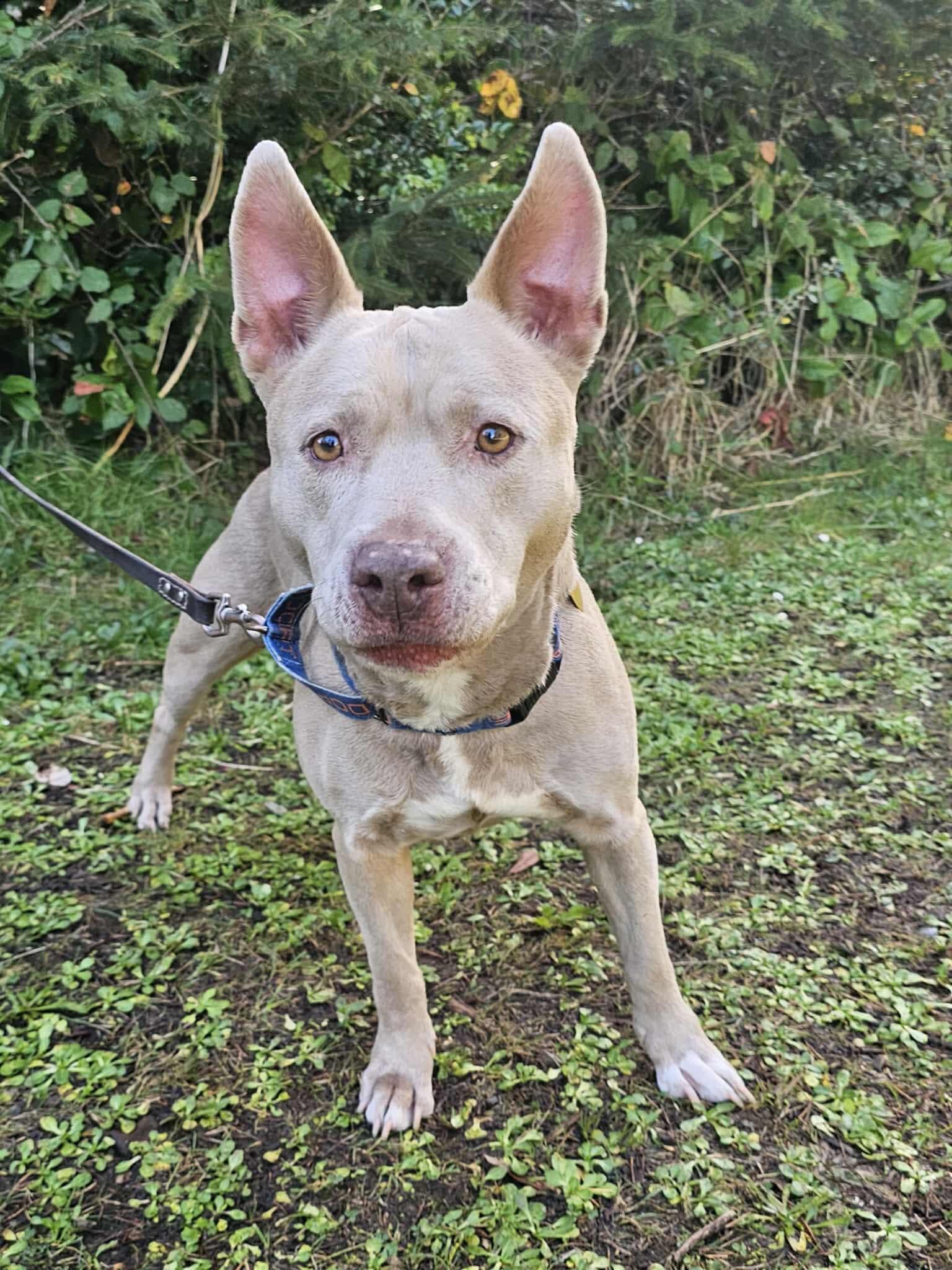 Ginny, a ADOPTABLE mixed breed in Crescent city, CA image 1/5