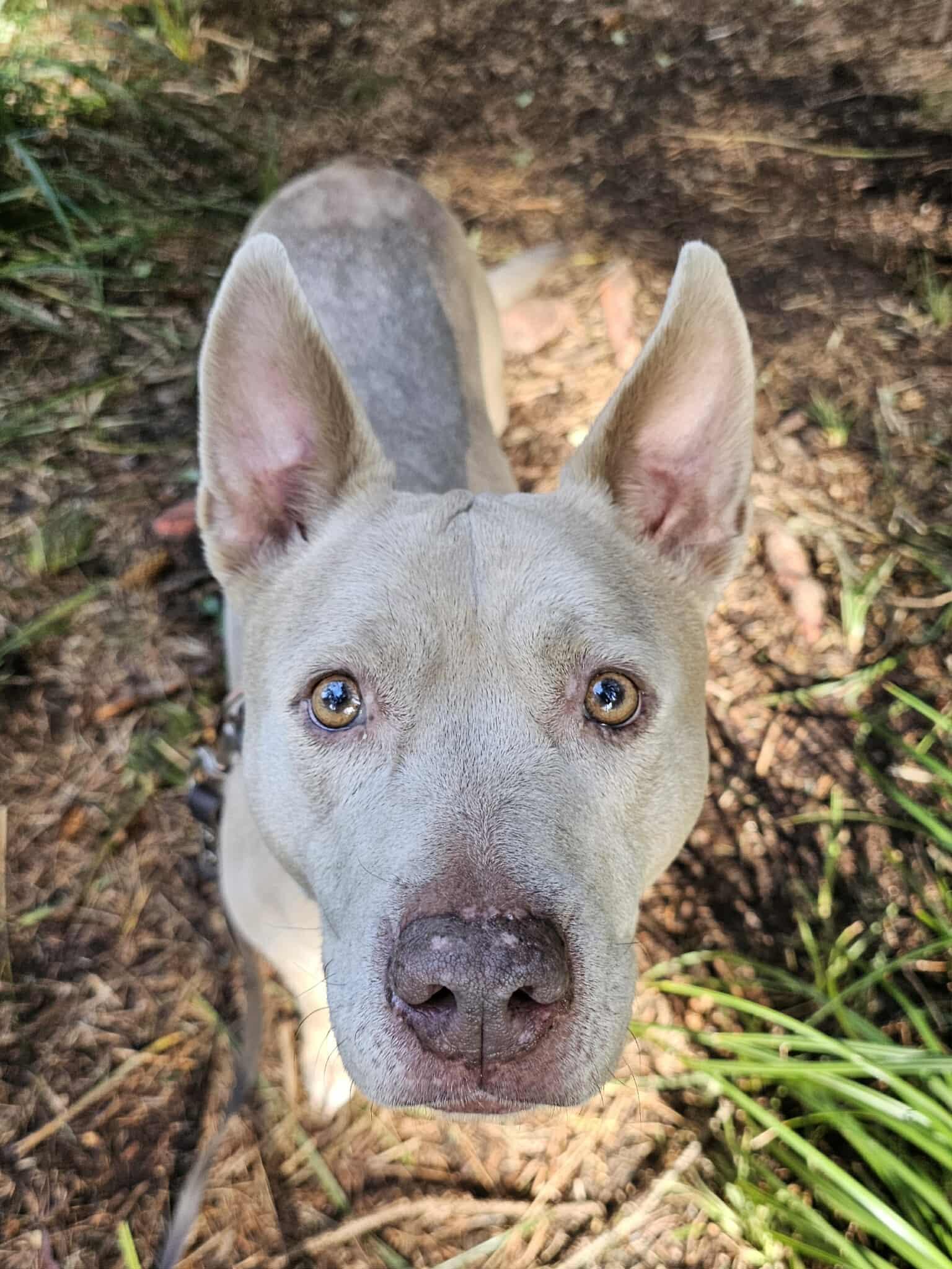 Ginny, a ADOPTABLE mixed breed in Crescent city, CA image 3/5