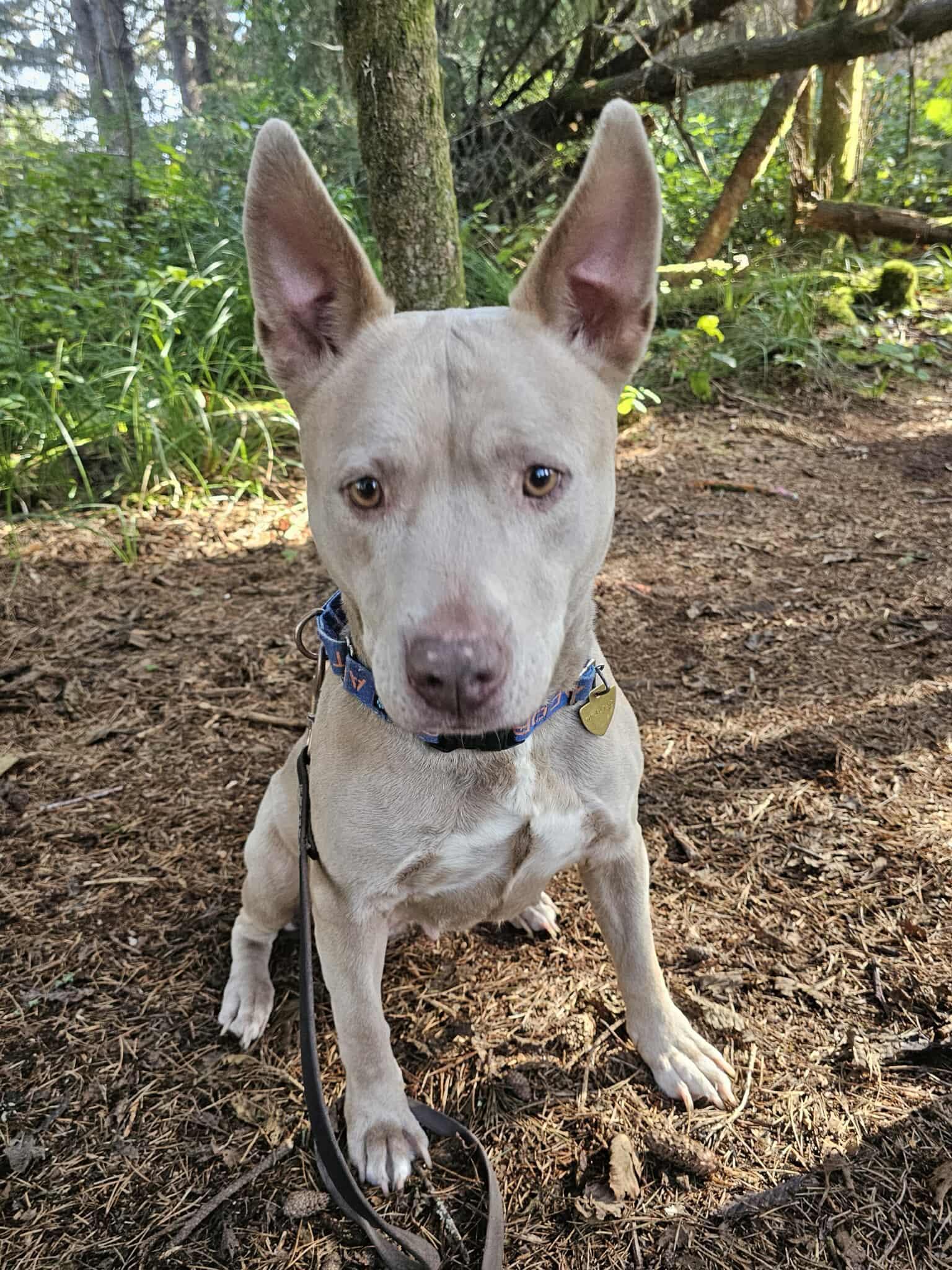Ginny, a ADOPTABLE mixed breed in Crescent city, CA image 5/5