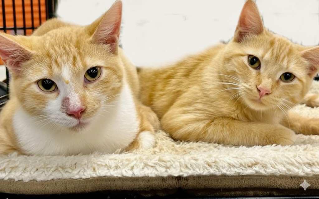 Murry and Marvin (Brothers)