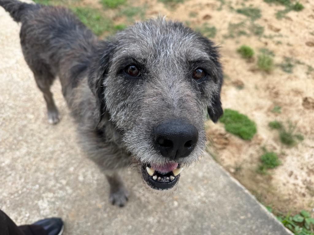 Bruce, Adoptable, Adult Male Irish Wolfhound & Mixed Breed.