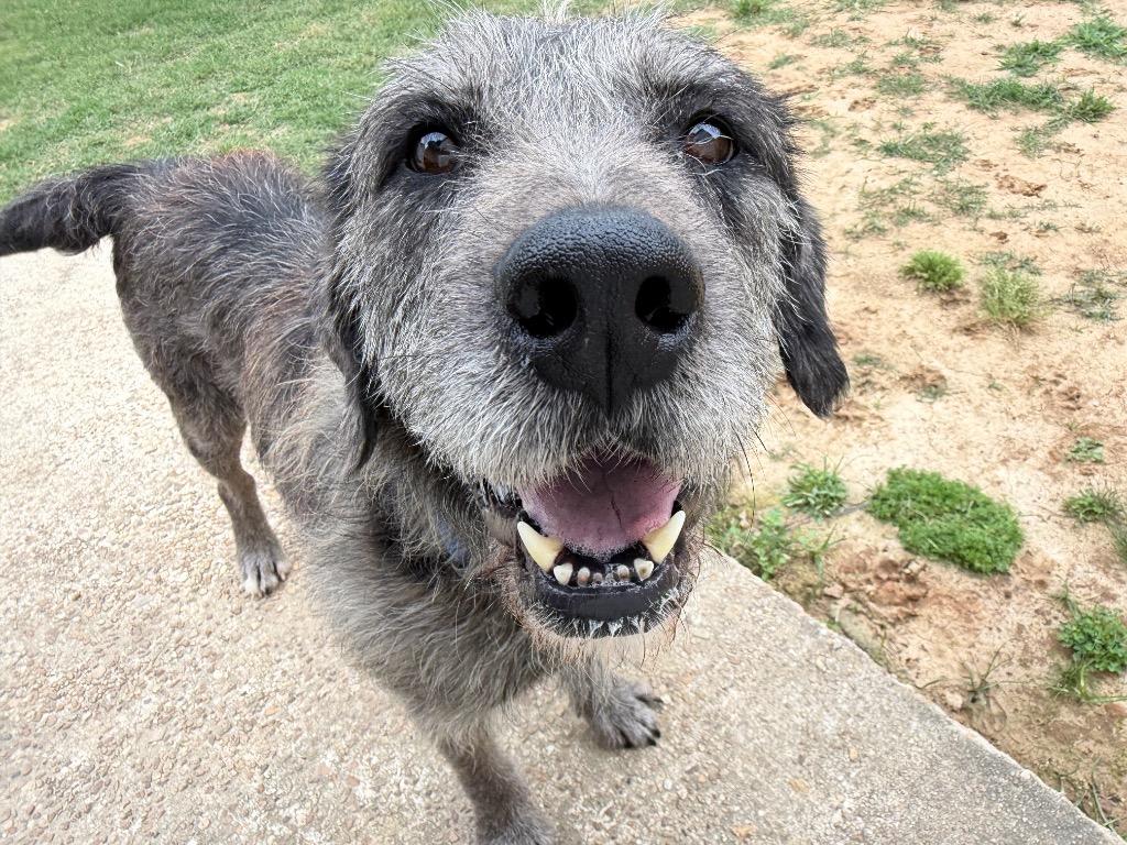 Enlarge Bruce, a Adoptable mixed breed in St. Francisville, LA image 2/6