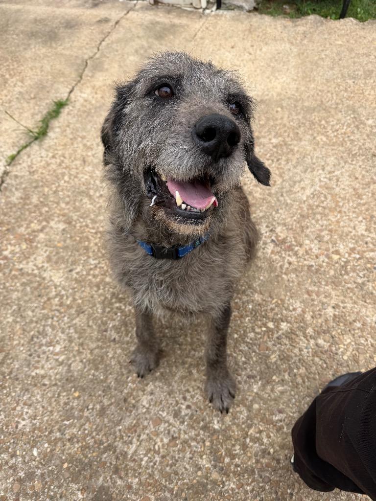 Enlarge Bruce, a Adoptable mixed breed in St. Francisville, LA image 3/6