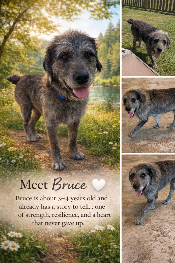 Enlarge Bruce, a Adoptable mixed breed in St. Francisville, LA image 4/6
