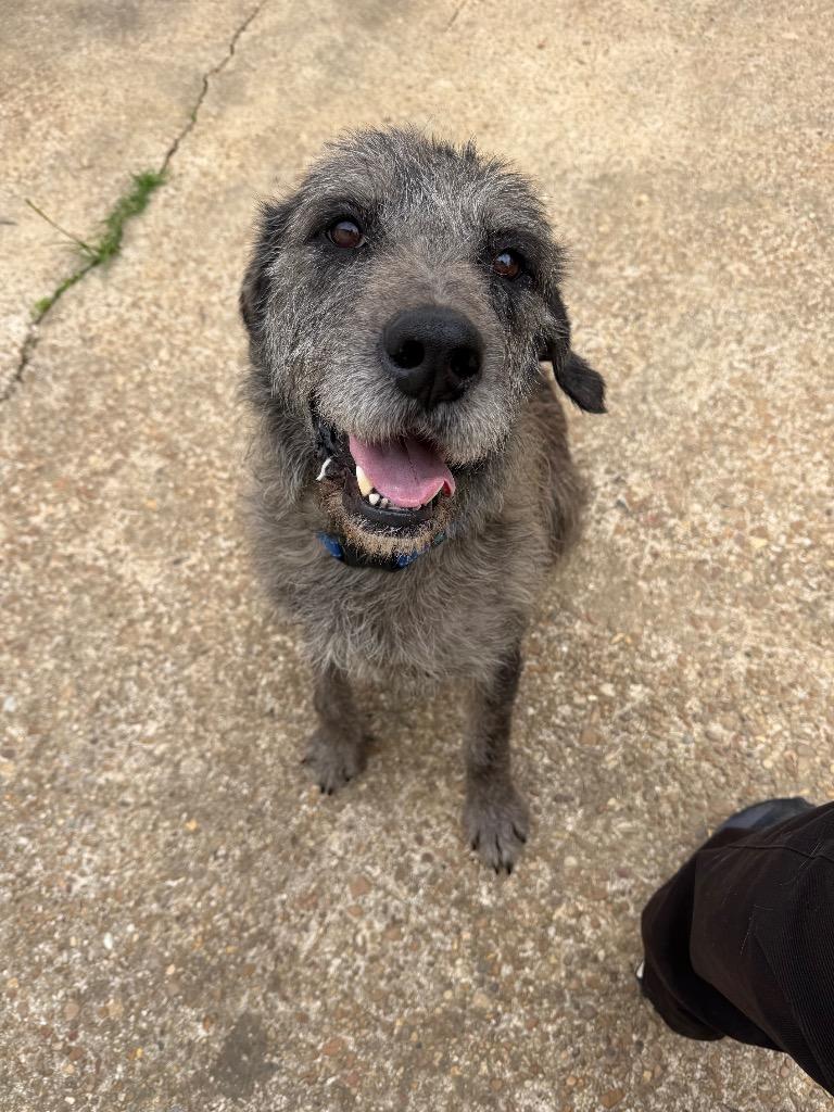 Enlarge Bruce, a Adoptable mixed breed in St. Francisville, LA image 6/6