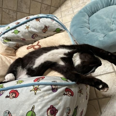 Tux Deluxe, adopted, Kitten Male Tuxedo.