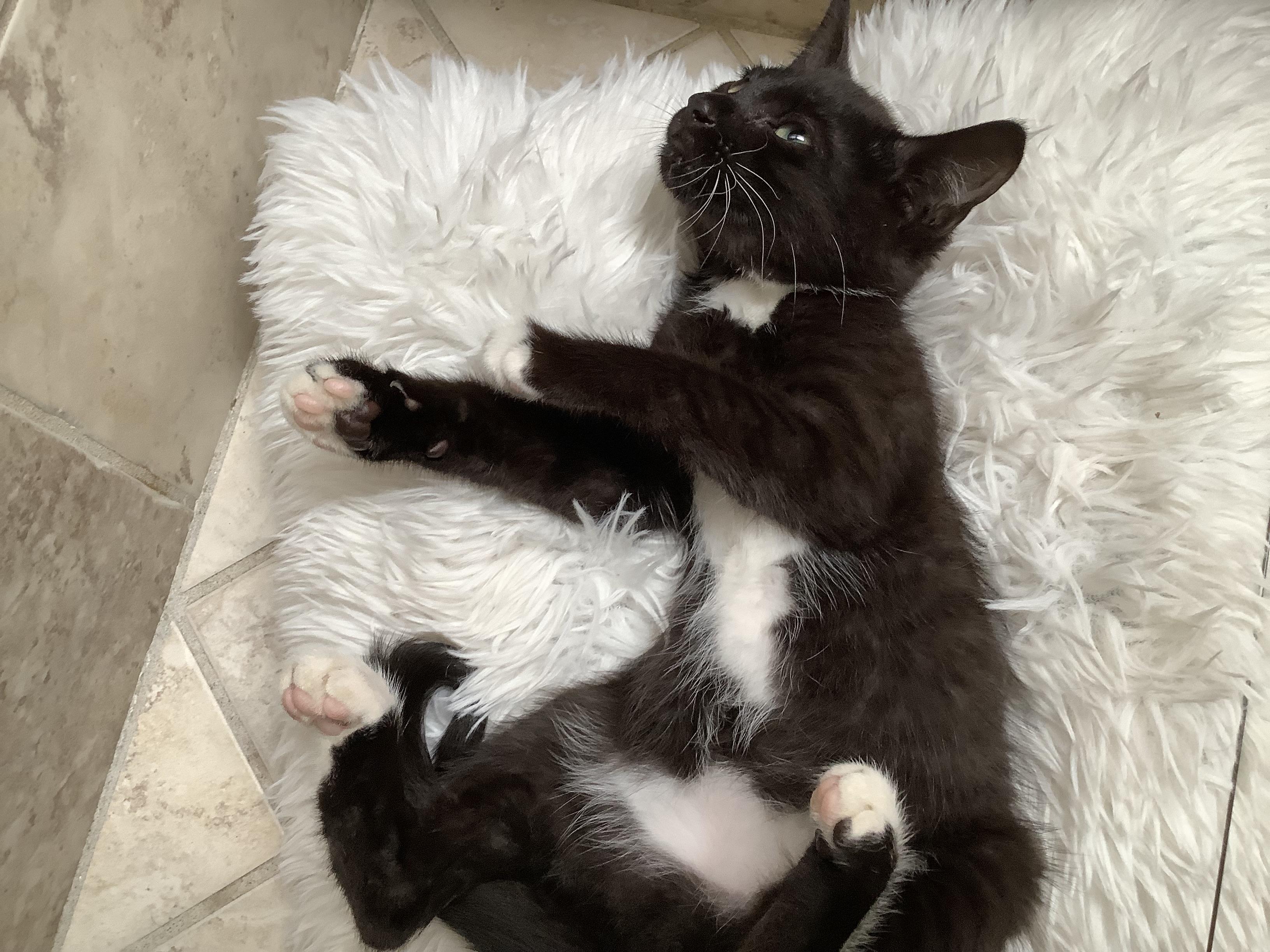 Enlarge Tux Deluxe, an adopted Tuxedo in Stockton, CA image 4/5