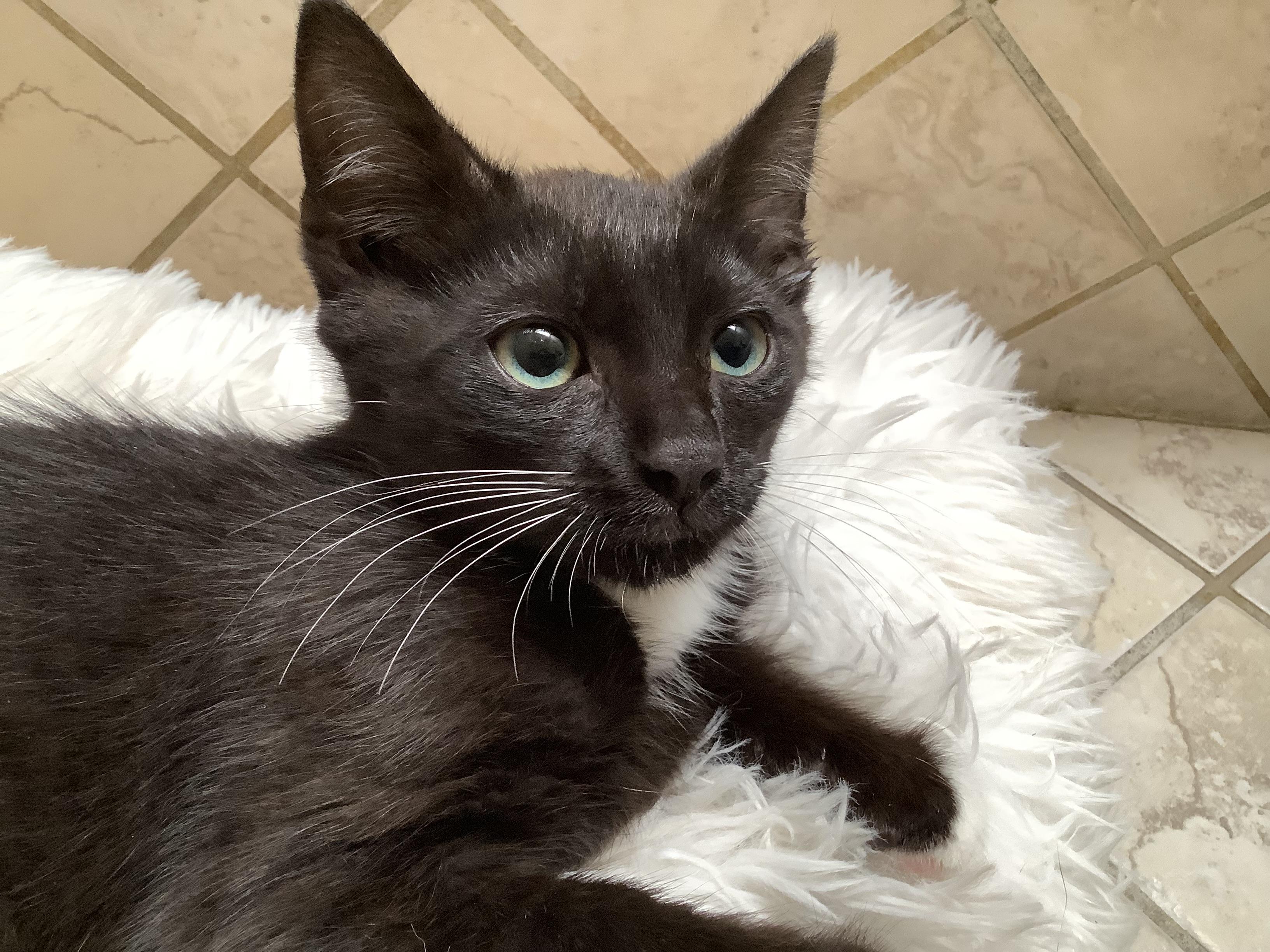 Enlarge Tux Deluxe, an adopted Tuxedo in Stockton, CA image 3/5