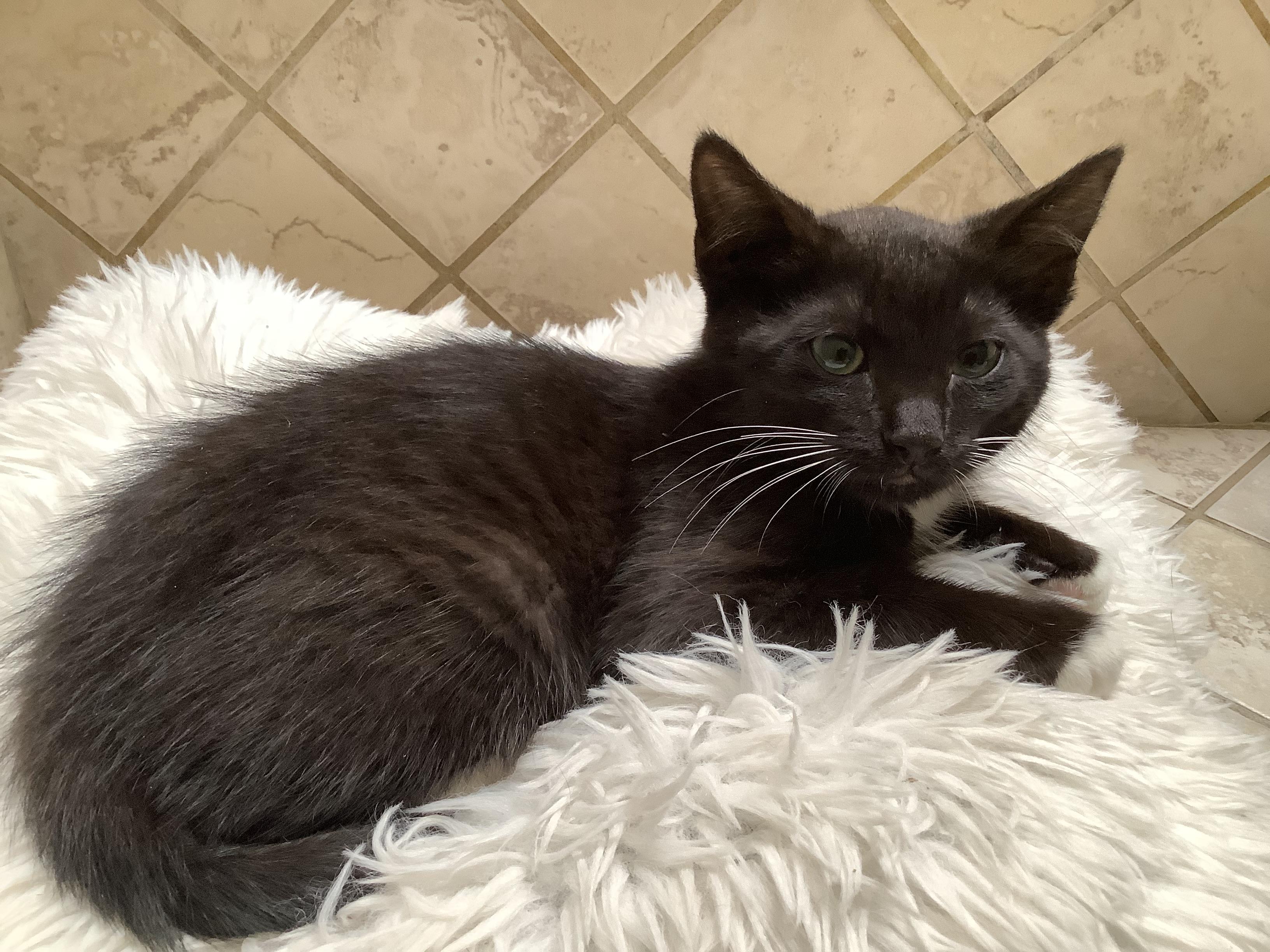 Enlarge Tux Deluxe, an adopted Tuxedo in Stockton, CA image 5/5