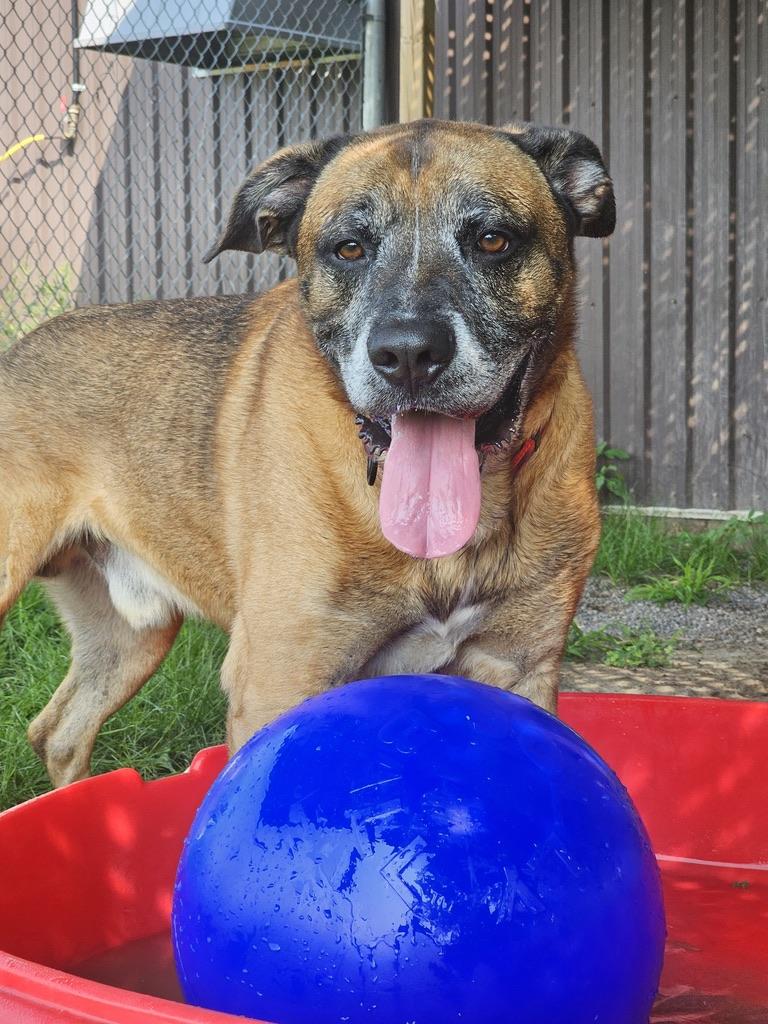 Enlarge Lucky, a Adoptable mixed breed in Cobourg, ON image 2/3