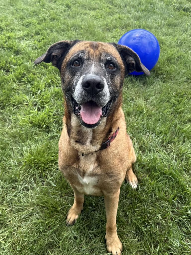 Enlarge Lucky, a Adoptable mixed breed in Cobourg, ON image 1/3