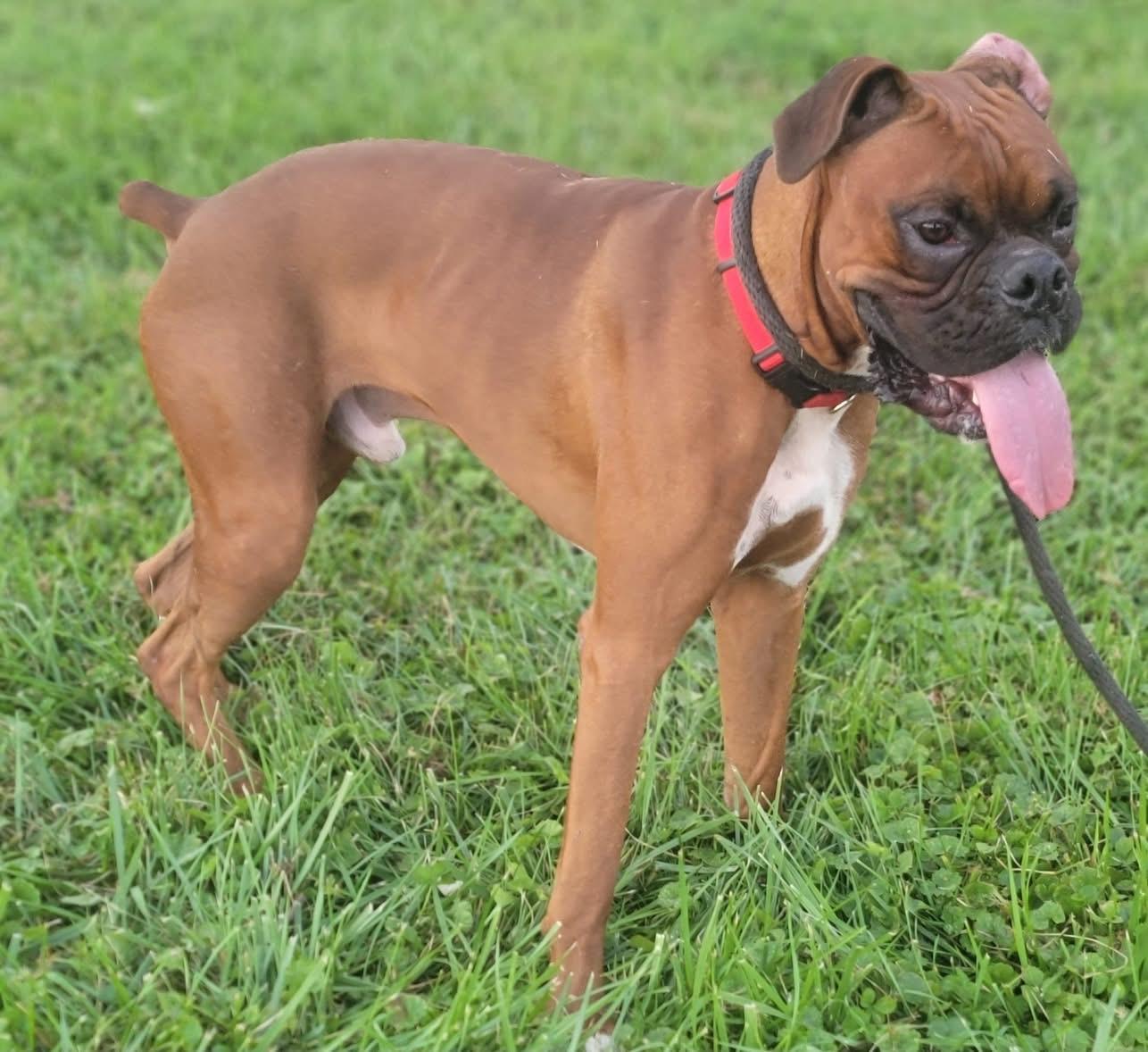 Enlarge Maverick, a Adopted Boxer in Fountaintown, IN image 4/4