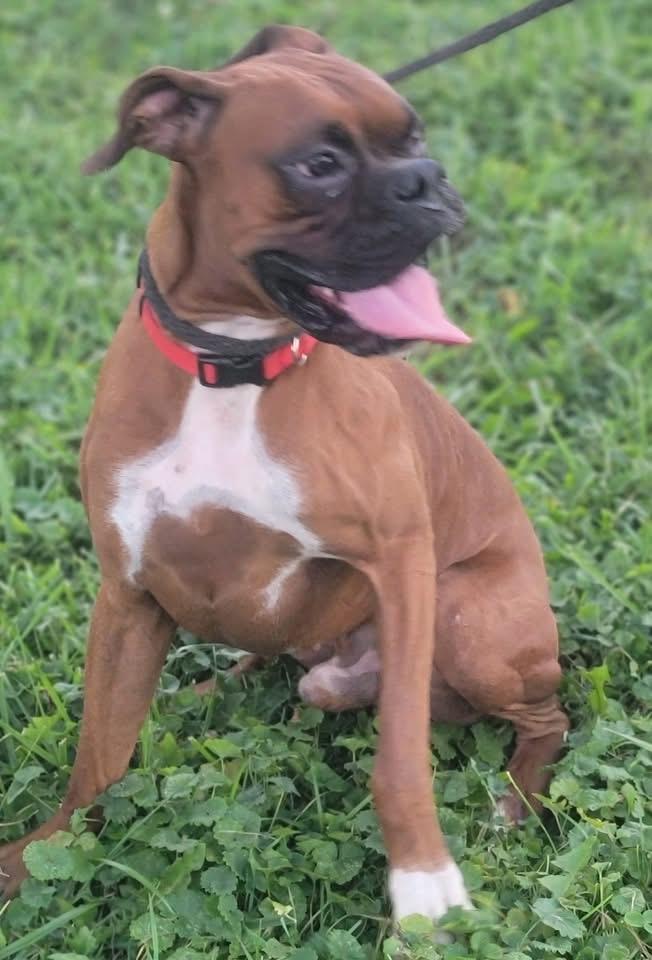 Enlarge Maverick, a Adopted Boxer in Fountaintown, IN image 2/4