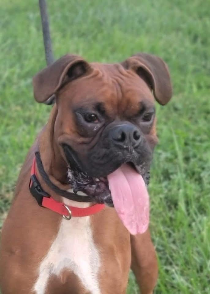 Maverick, Adopted, Young Male Boxer.
