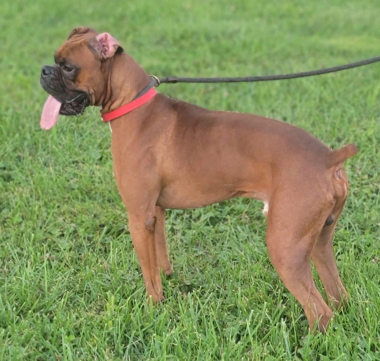Enlarge Maverick, a Adopted Boxer in Fountaintown, IN image 3/4