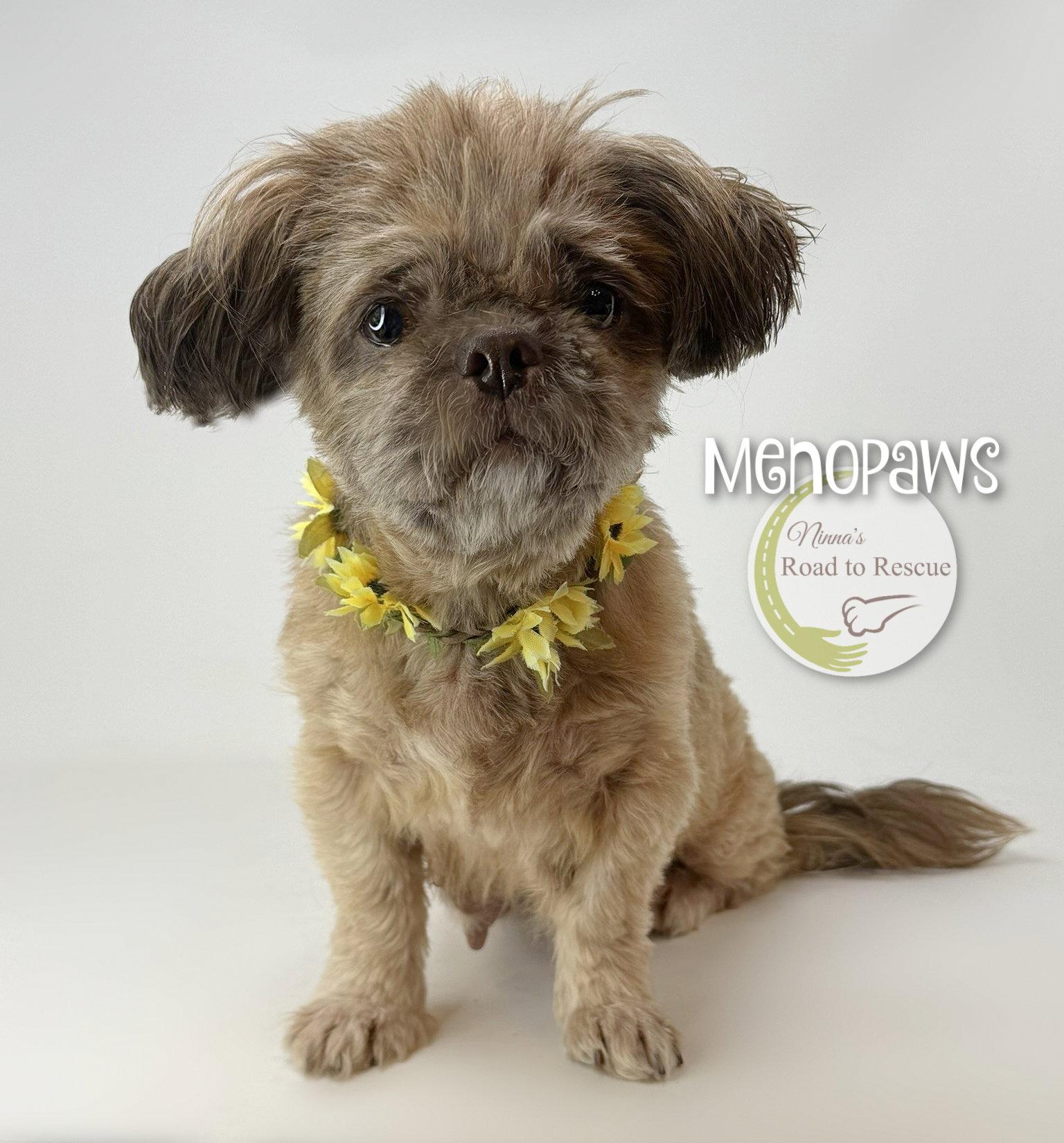 Enlarge Menopaws, a Adopted Shih Tzu in Benton, LA image 2/2