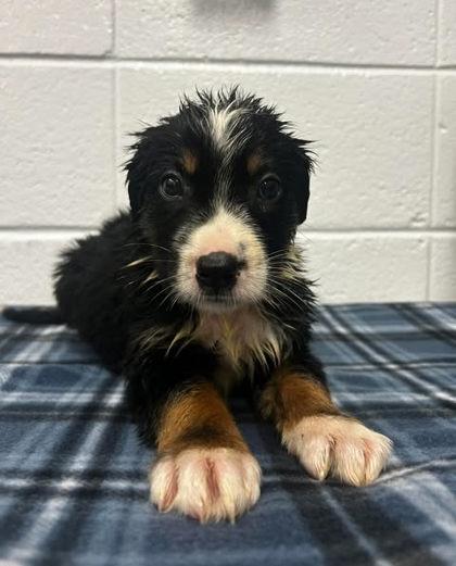 Crepe Suzette, Adoptable, Adult Female Shepherd & Mixed Breed.