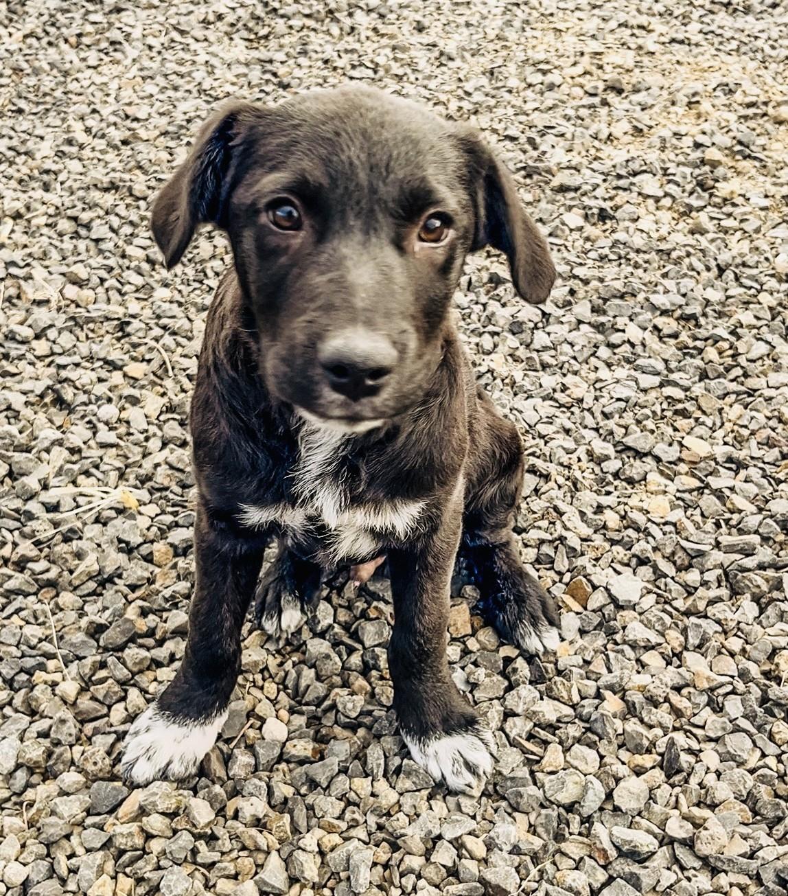 Mittens, a Adoptable mixed breed in Bend, OR image 2/5