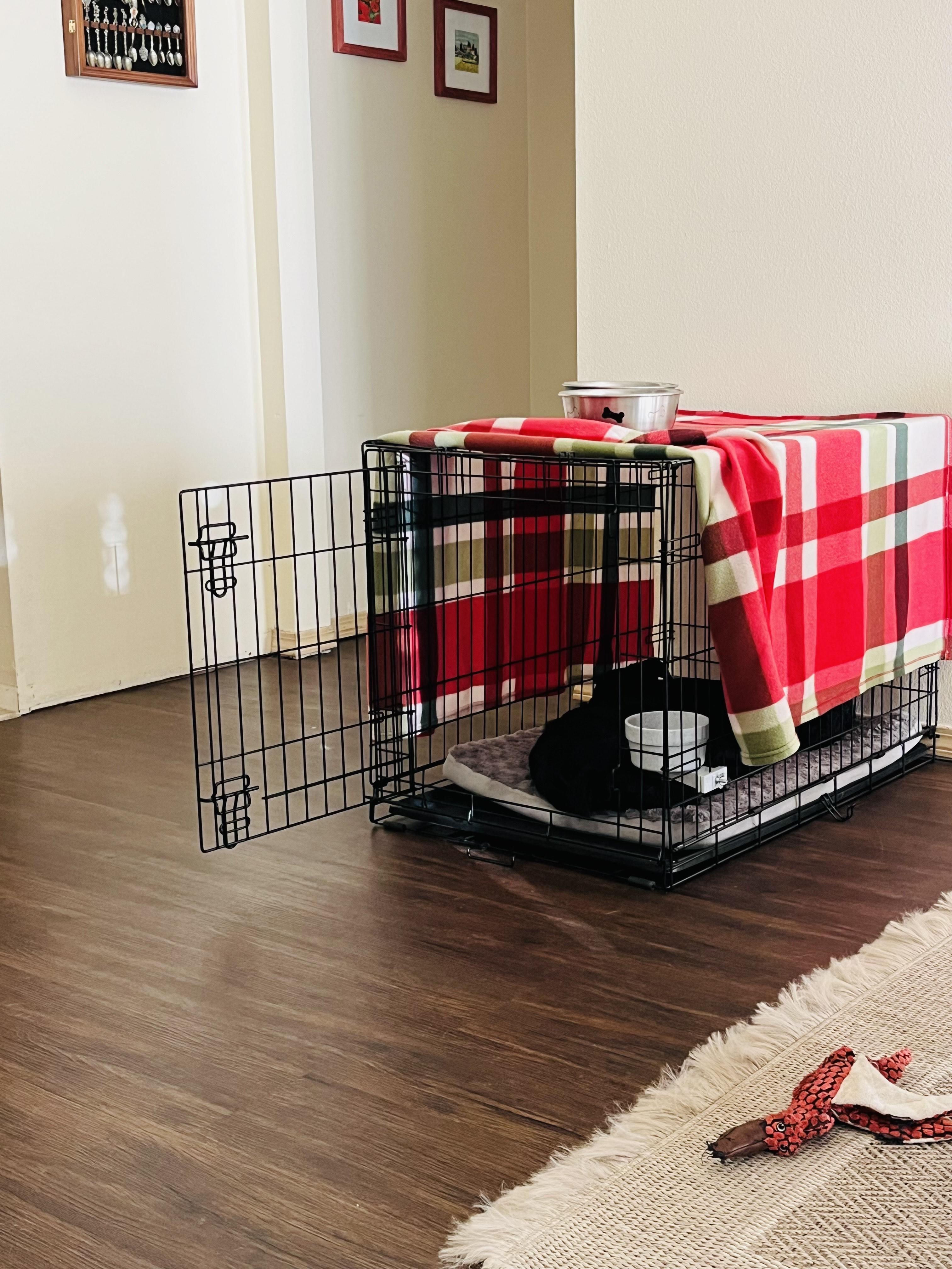 Mittens, an adoptable Border Collie, McNab in Bend, OR, 97702 | Photo Image 5