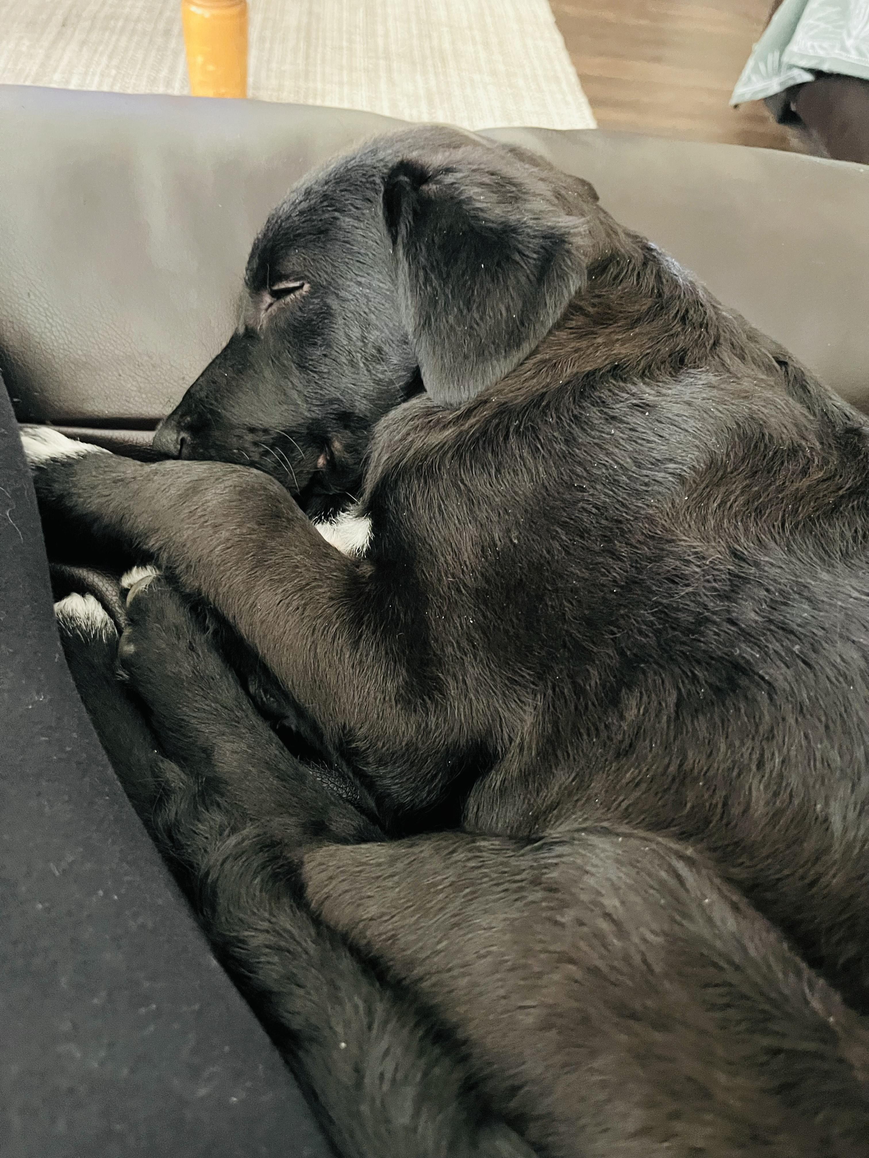 Mittens, a Adoptable mixed breed in Bend, OR image 4/5