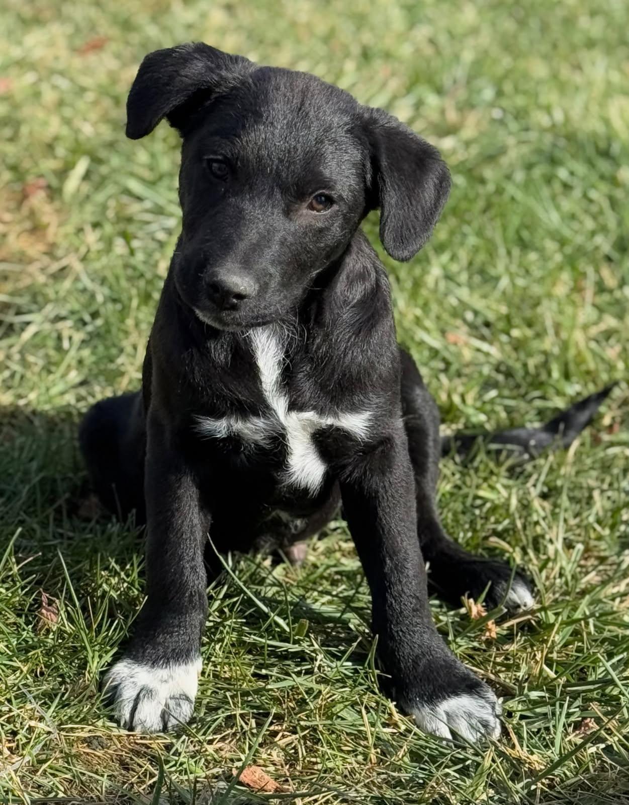 Mittens, a Adoptable mixed breed in Bend, OR image 1/5