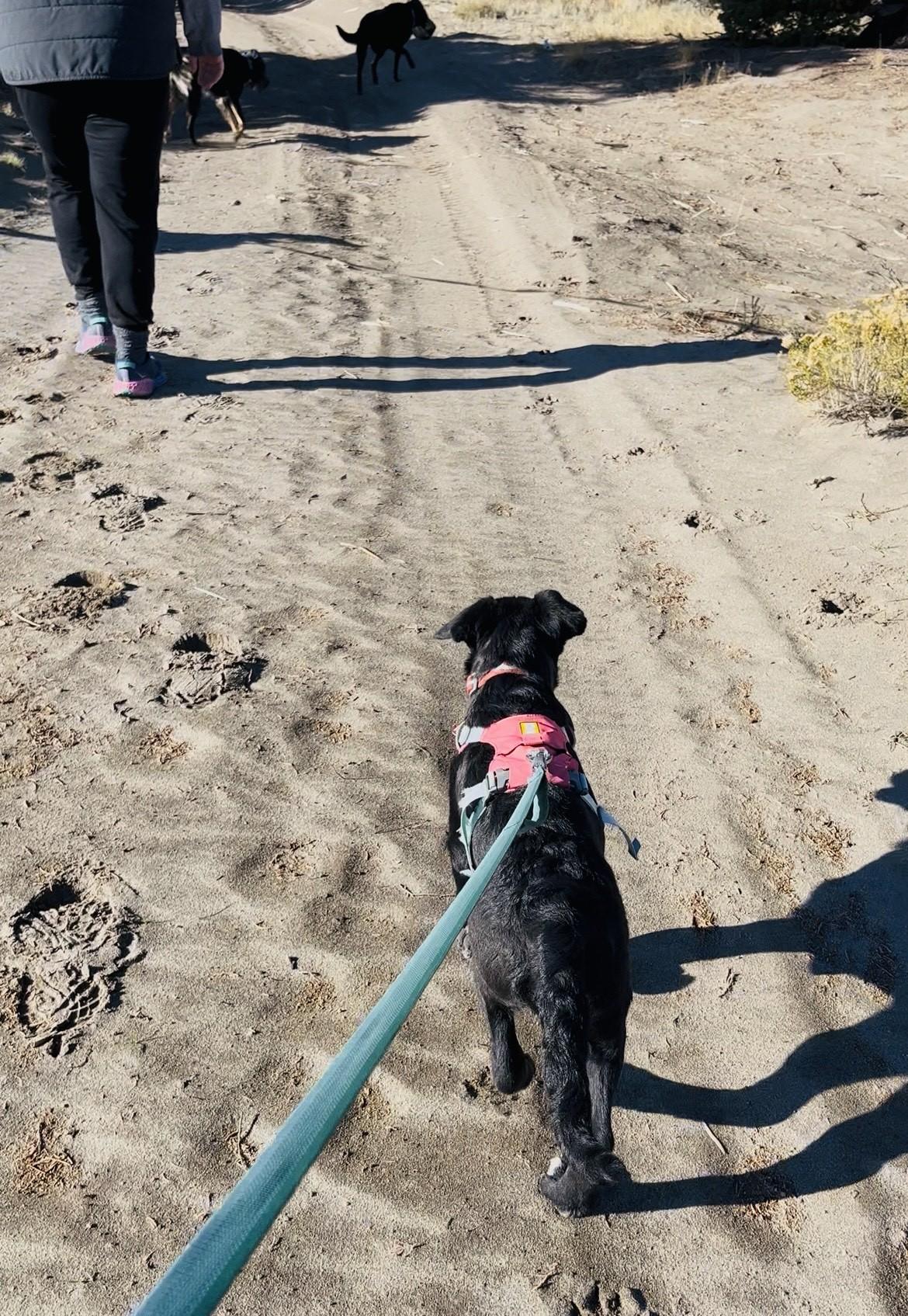 Mittens, an adoptable Border Collie, McNab in Bend, OR, 97702 | Photo Image 3