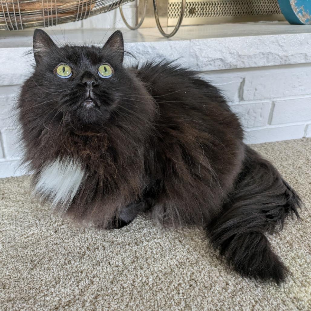 Carlisle 55501, a Adoptable Domestic Long Hair in Eaton Rapids, MI image 1/6