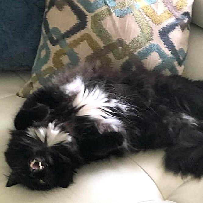 Carlisle 55501, a Adoptable Domestic Long Hair in Eaton Rapids, MI image 2/6