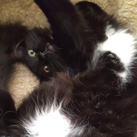 Carlisle 55501, a Adoptable Domestic Long Hair in Eaton Rapids, MI image 3/6