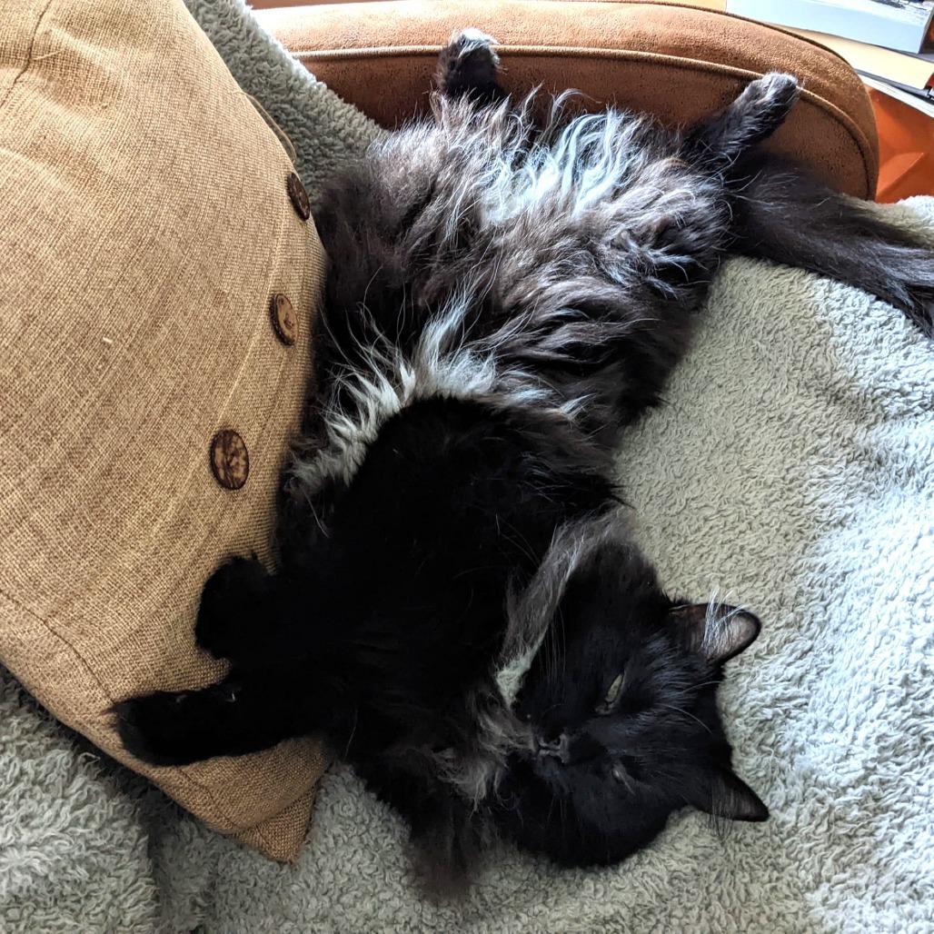 Carlisle 55501, a Adoptable Domestic Long Hair in Eaton Rapids, MI image 4/6